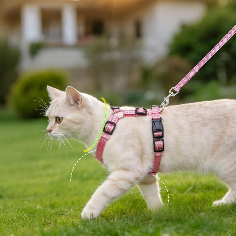 Choosing Perfect Pet Leashes for walks